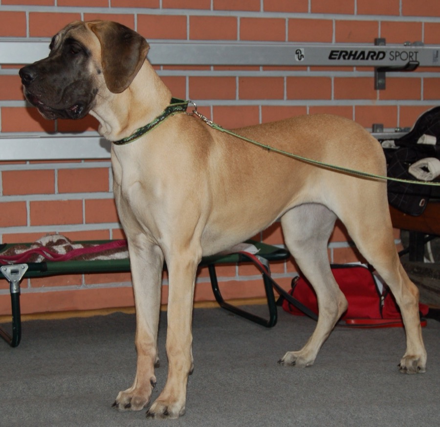 Great Dane dog