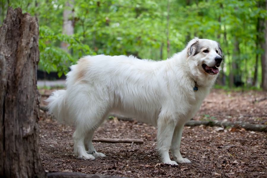 Great Pyrenees dog