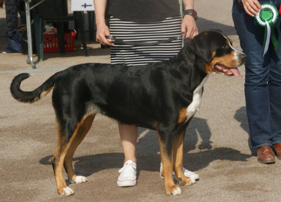Greater Swiss Mountain Dog dog