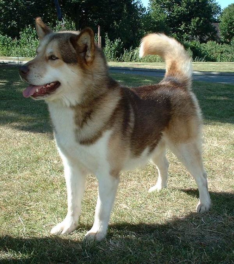 Greenland Dog dog