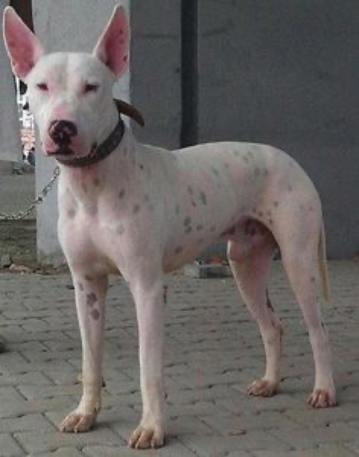 Gull Terrier dog