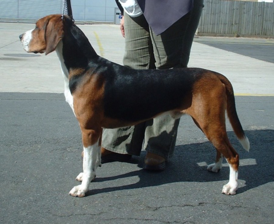 Hamiltonstovare dog