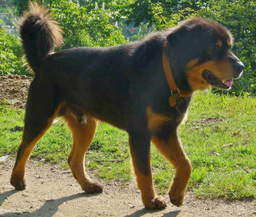 Himalayan Sheepdog dog