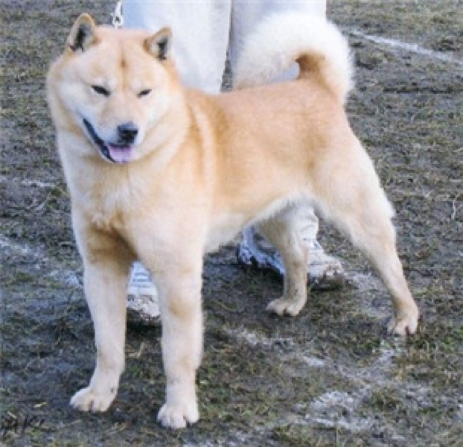 Hokkaido dog