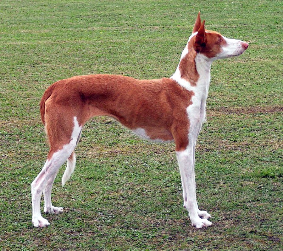 Ibizan Hound dog