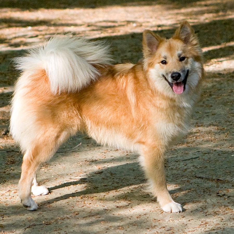 Icelandic Sheepdog dog