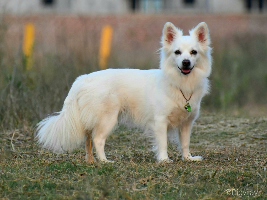 Indian Spitz dog