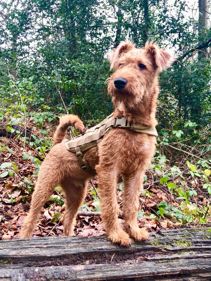 Irish Terrier dog