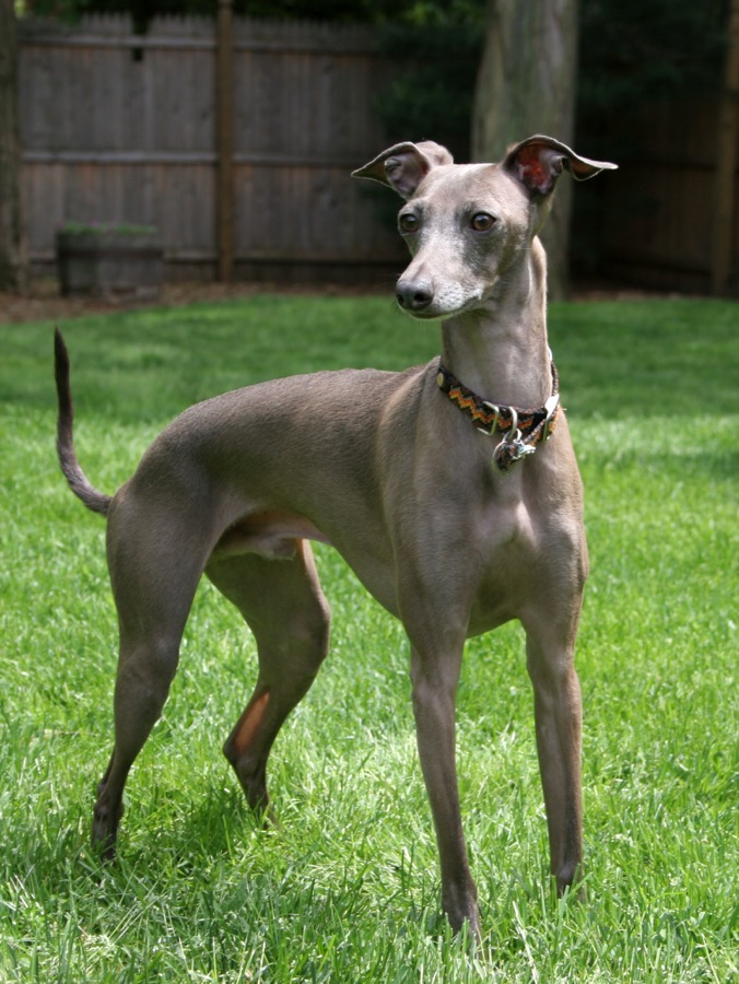 Italian Greyhound dog