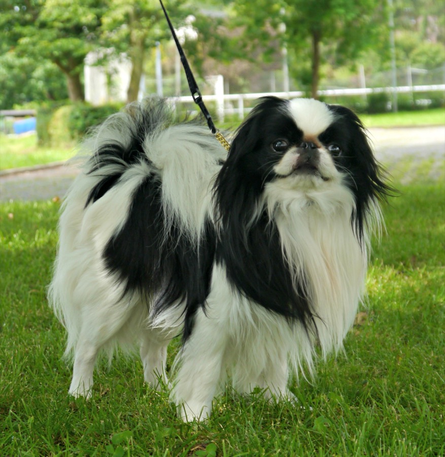 Japanese Chin dog