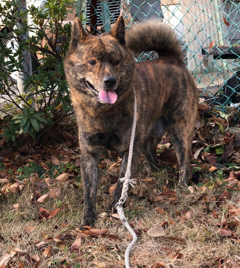 Kai Ken dog