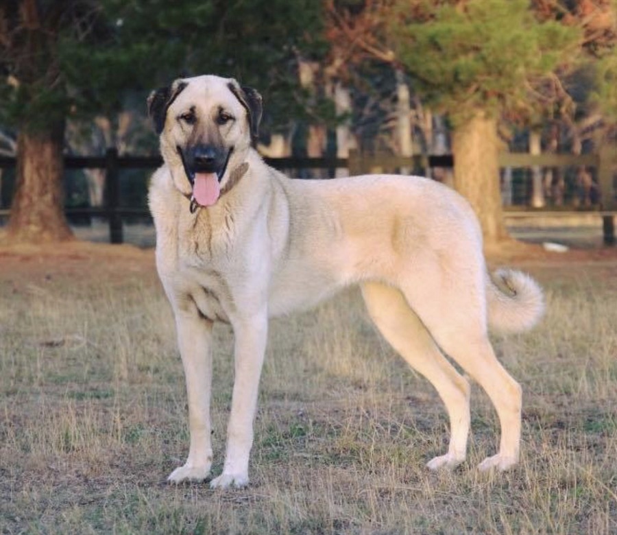 Kangal Shepherd Dog dog
