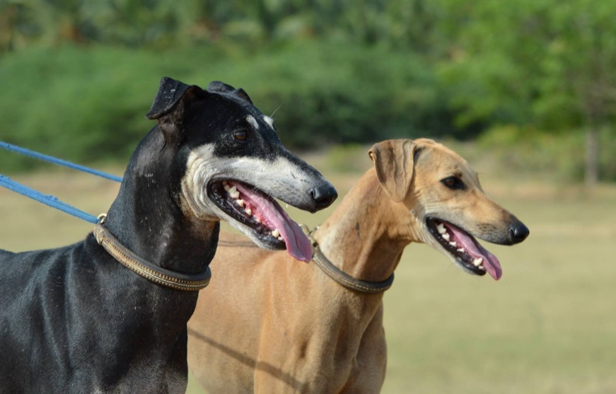 Kanni dog