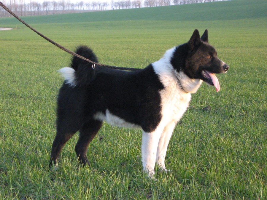 Karelian Bear Dog dog