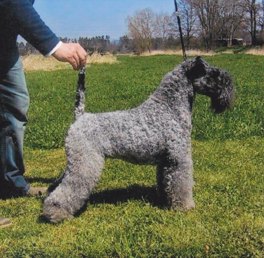 Kerry Blue Terrier dog