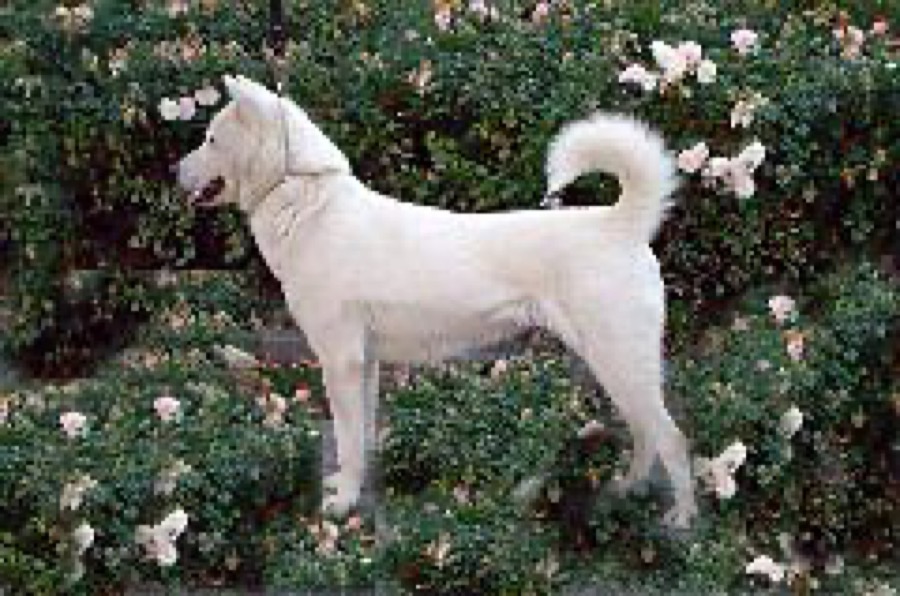 Kishu Ken dog