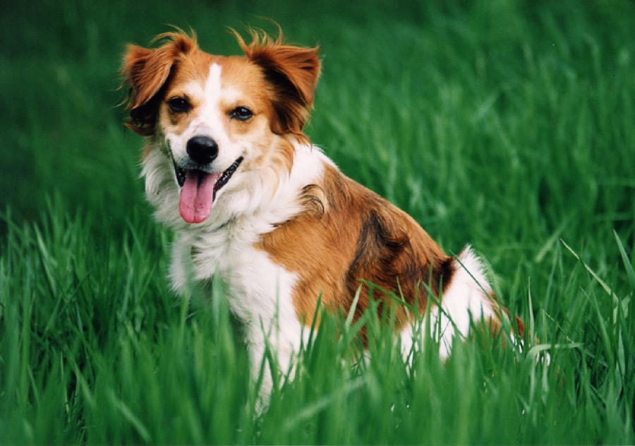 Kromfohrlander dog