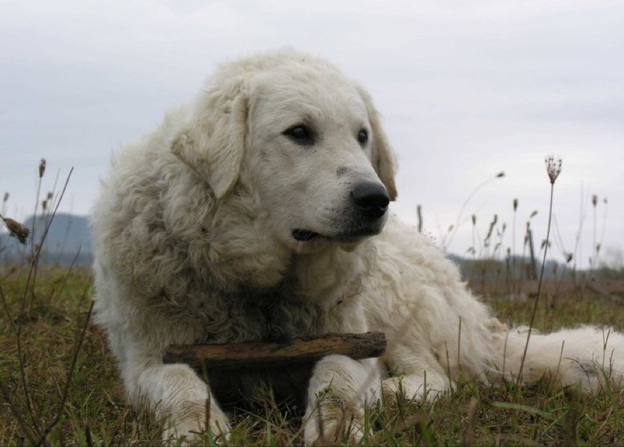 Kuvasz dog
