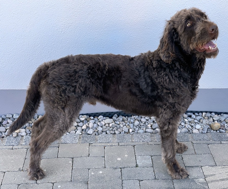 Labradoodle dog