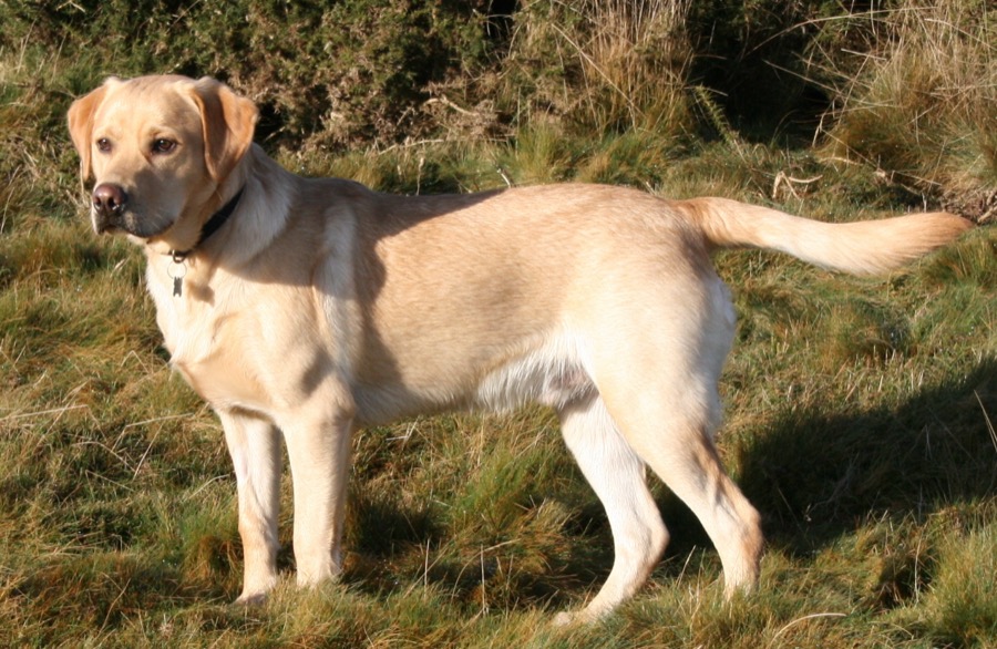 Labrador Retriever dog