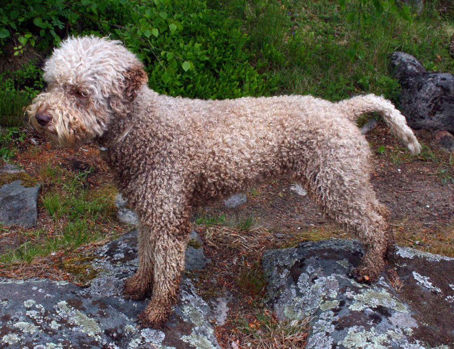Lagotto Romagnolo dog