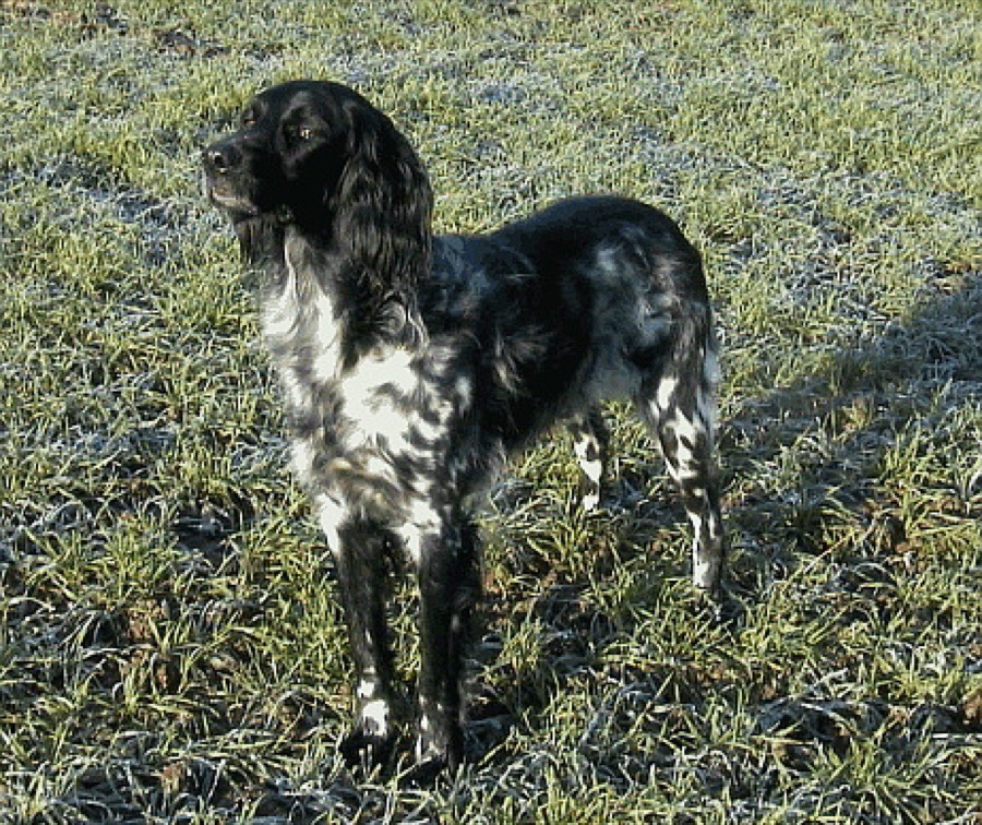 Large Munsterlander dog