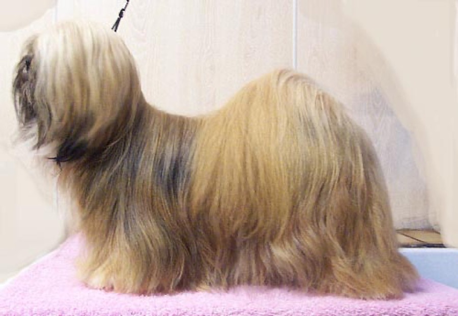Lhasa Apso dog