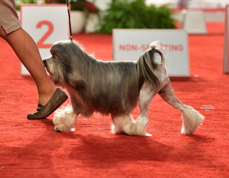 Lowchen dog