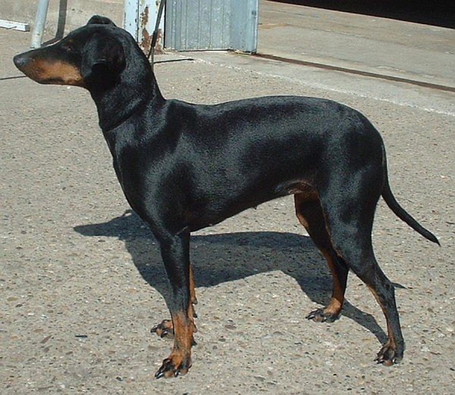 Manchester Terrier dog