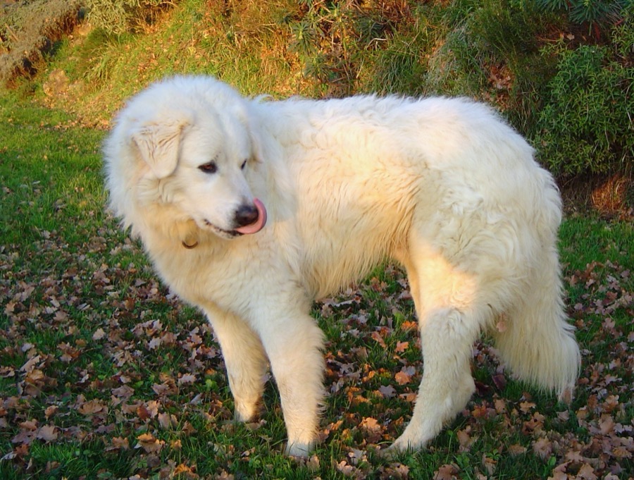 Maremma Sheepdog dog