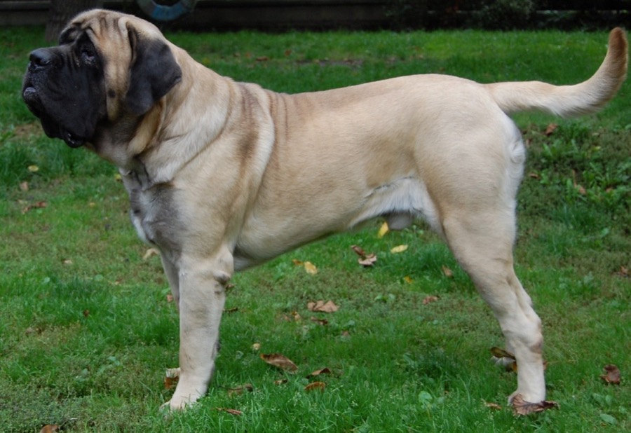 English Mastiff dog