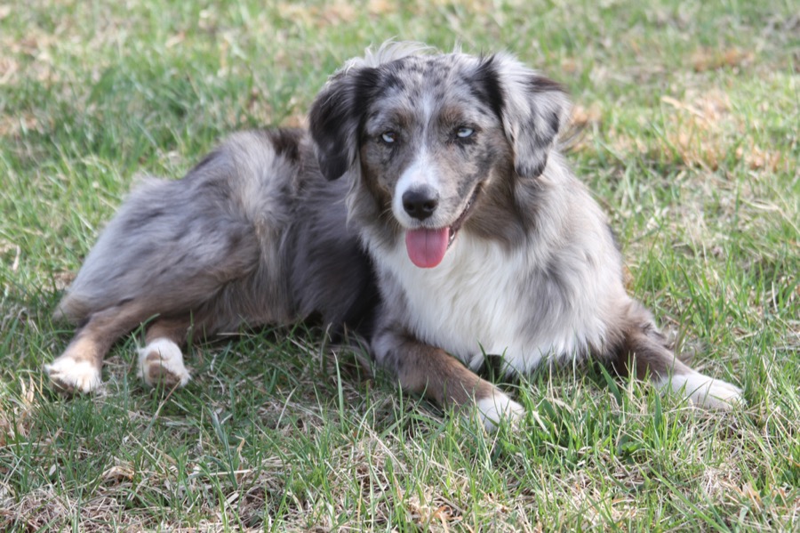 Miniature American Shepherd dog