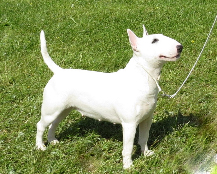 Miniature Bull Terrier dog