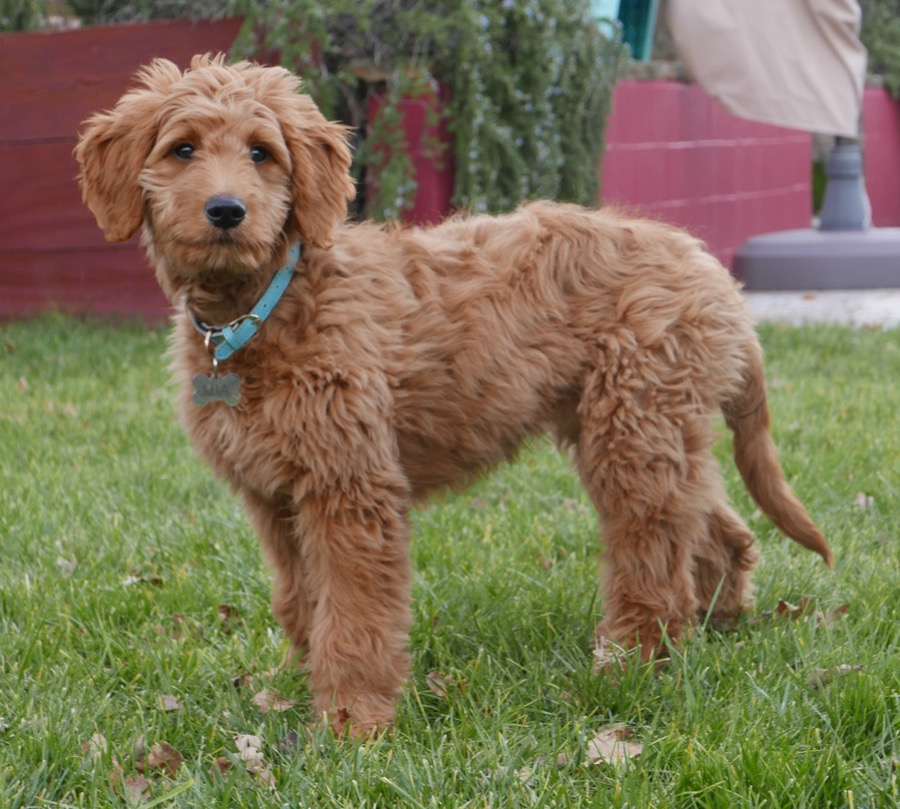 Miniature Goldendoodle