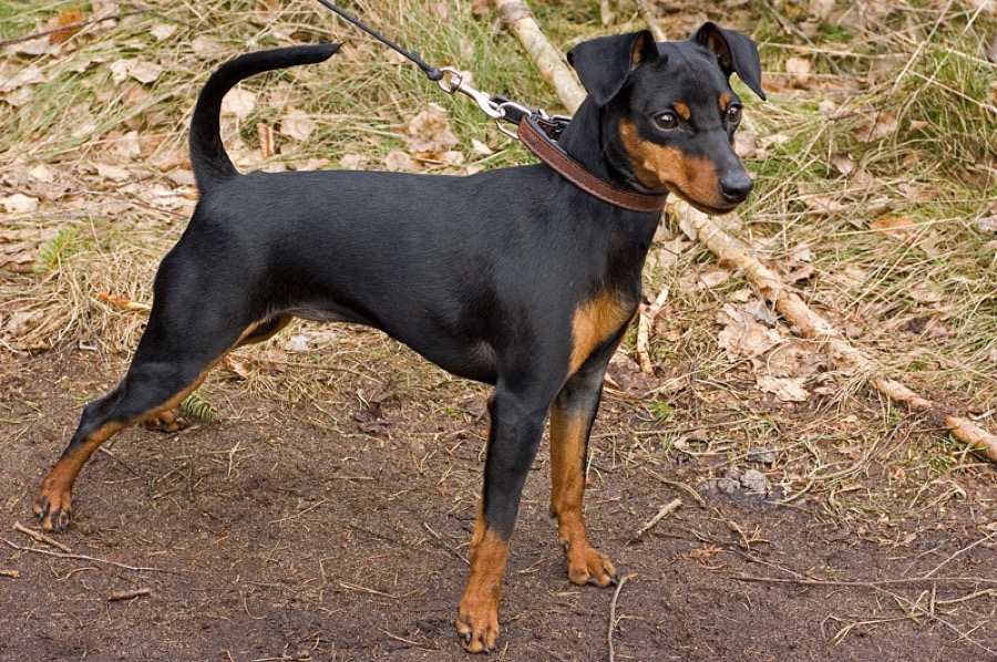 Miniature Pinscher dog
