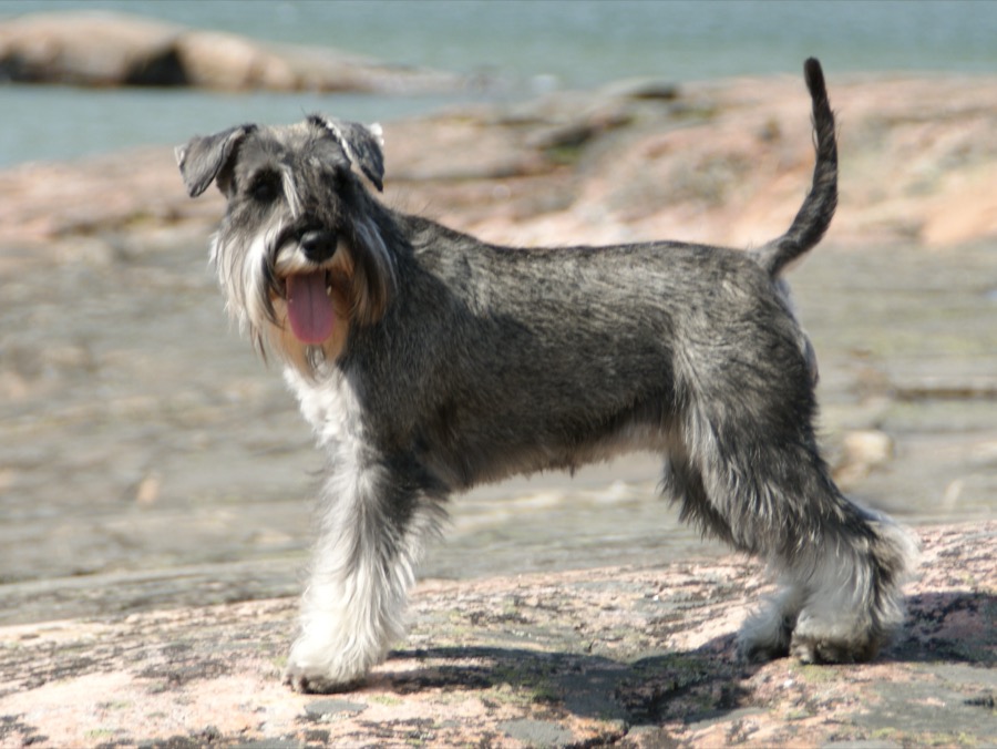 Miniature Schnauzer dog