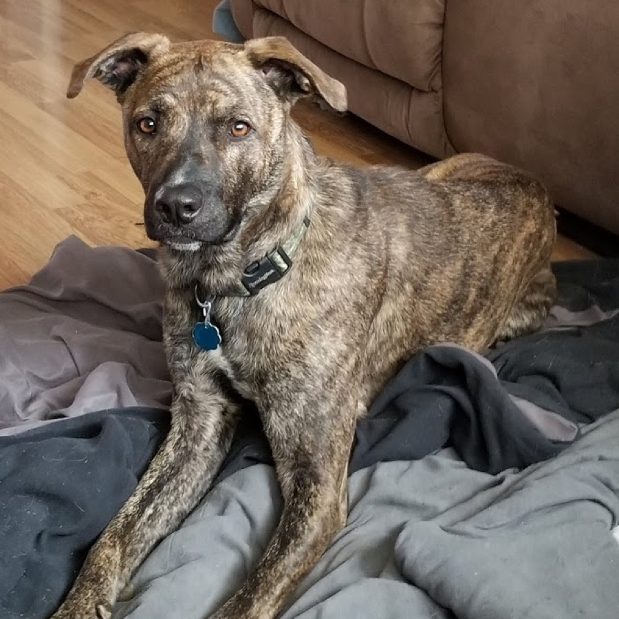 Mountain Cur dog