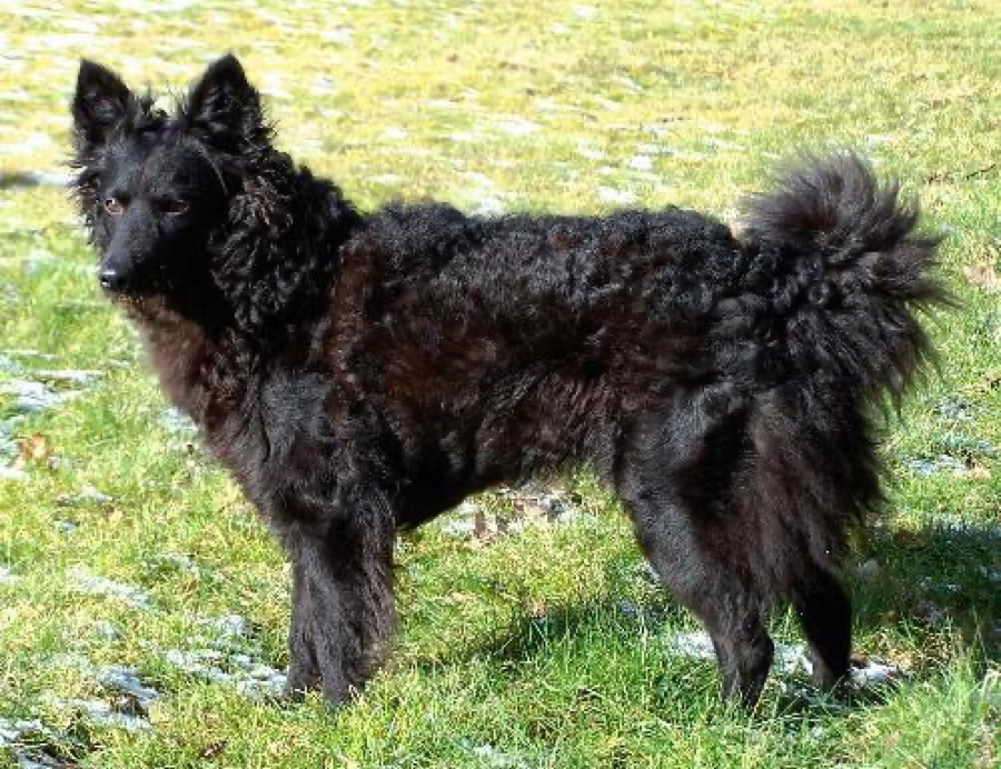 Mudi dog