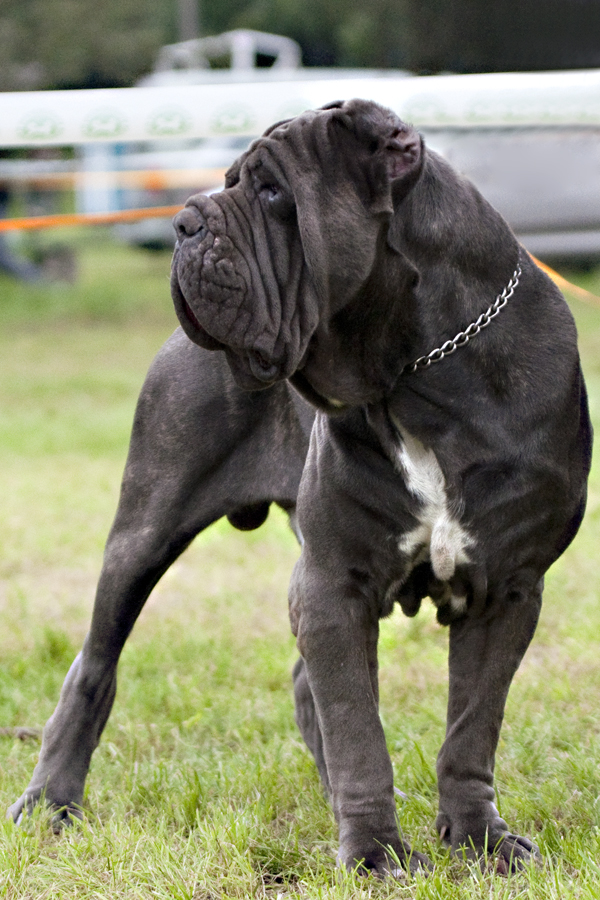 Neapolitan Mastiff dog