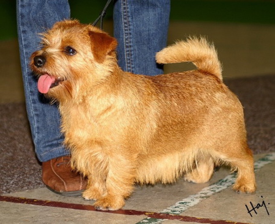 Norfolk Terrier dog