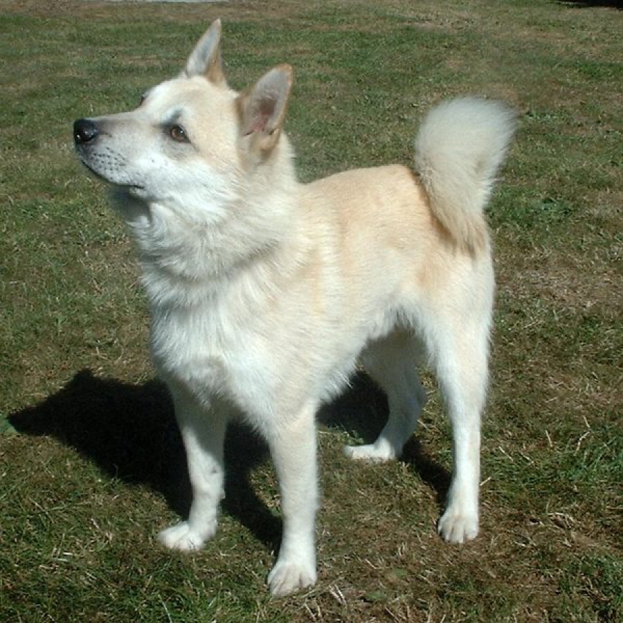 Norwegian Buhund dog