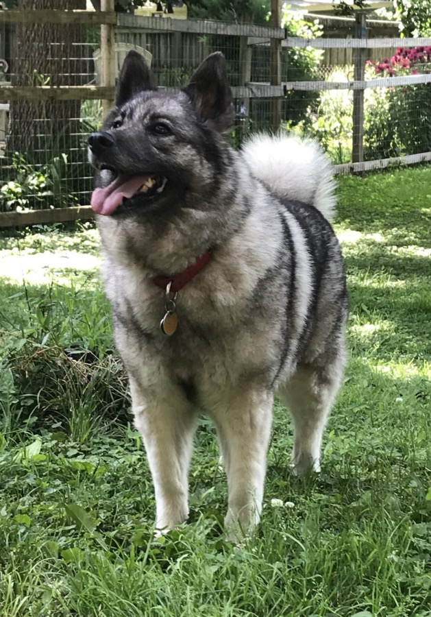 Norwegian Elkhound dog