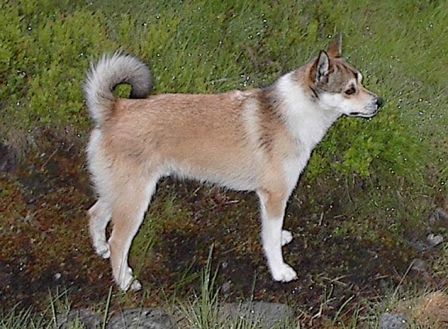 Norwegian Lundehund dog