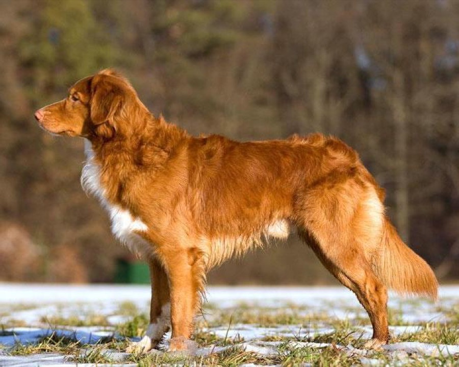 Nova Scotia Duck Tolling Retriever dog