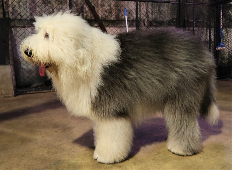 Old English Sheepdog dog