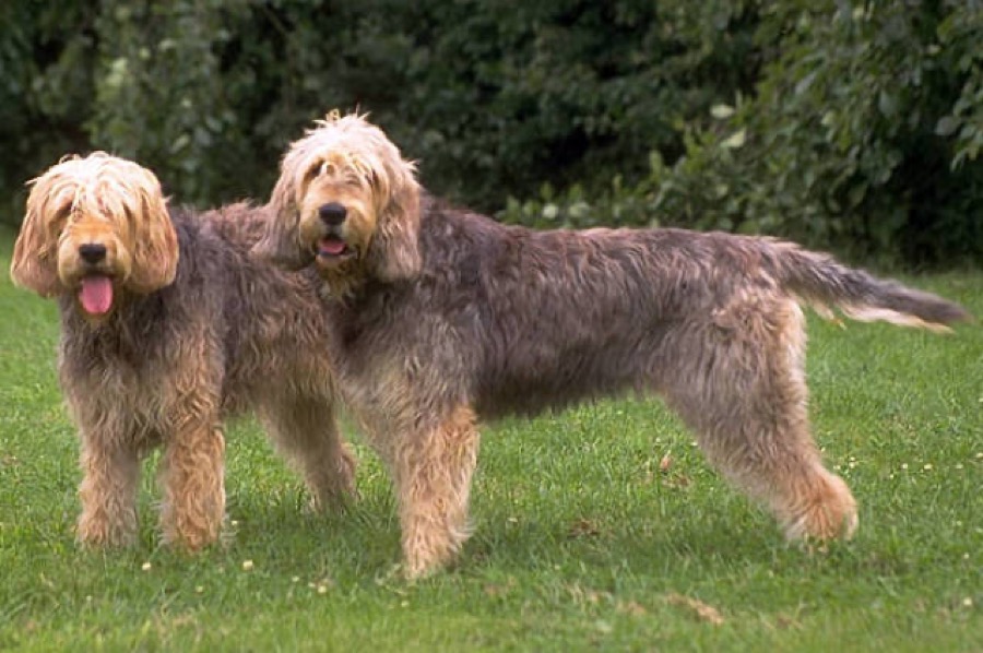 Otterhound dog