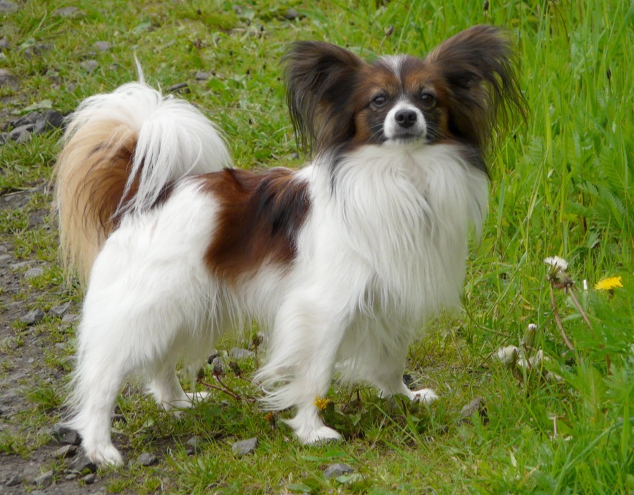 Papillon dog