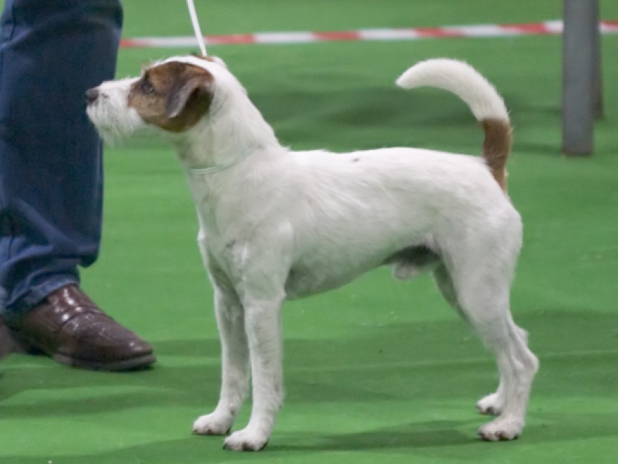 Parson Russell Terrier dog