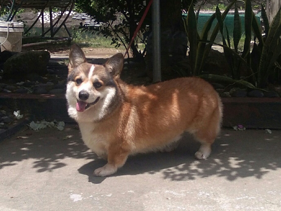 Pembroke Welsh Corgi dog