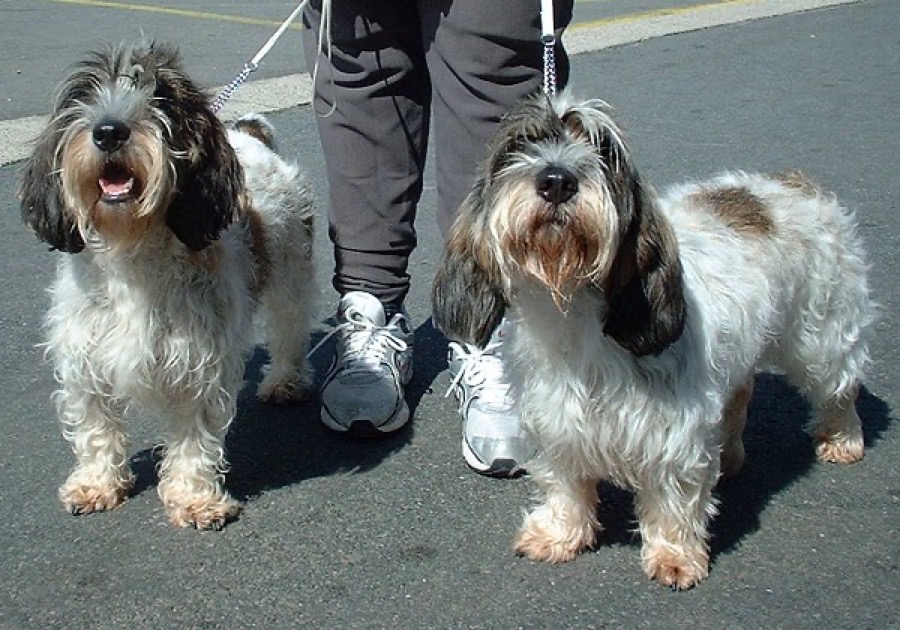 Petit Basset Griffon Vendeen dog